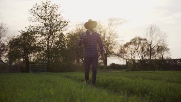 Raça mista agricultor masculino caminhando através de campos de trigo verde fresco — Vídeo de Stock