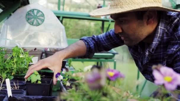 Hodowca mieszany rasy męskiej w zielonym domu dbający o rośliny ekologiczne — Wideo stockowe