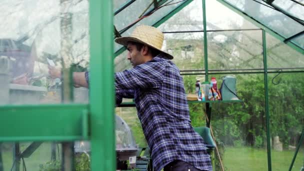 混合种族男性农民在绿屋劳动，采摘有机西红柿 — 图库视频影像