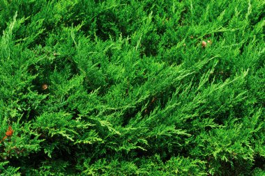 Mazı (bitki) doğal yeşil arka plan