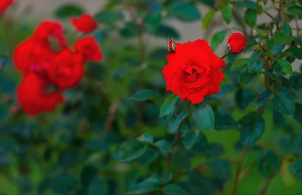 Bushes of red scarlet  roses on a green background — ストック写真