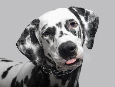 Dalmaçya köpek dili gösterir