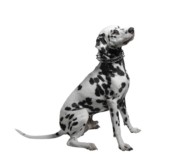 Dalmatiska hund sitter isolatet — Stockfoto