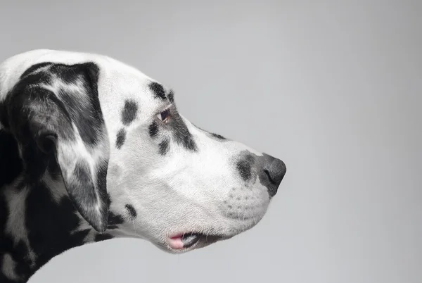 Confiante cão dalmatian propositado — Fotografia de Stock