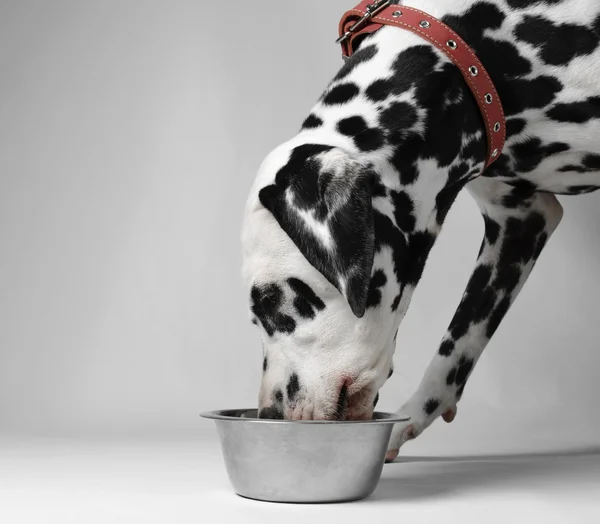 Hunden äter dalmatiner — Stockfoto