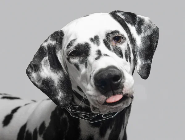 Dalmatian dog shows tongue — Stock Photo, Image