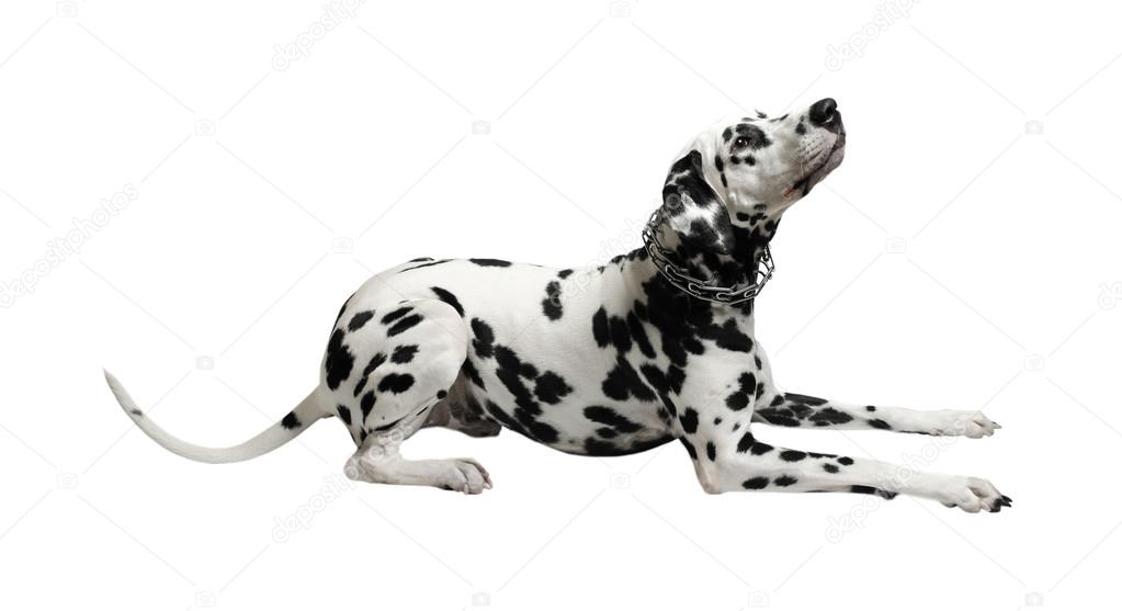 Dalmatian dog lying