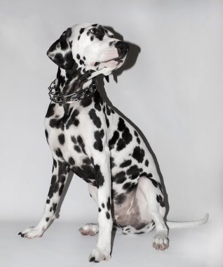 Dalmatian sitting in the collar