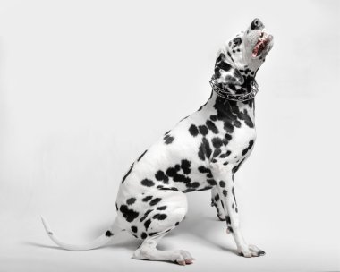 kızgın köpek Dalmaçyalı sırıtıyor