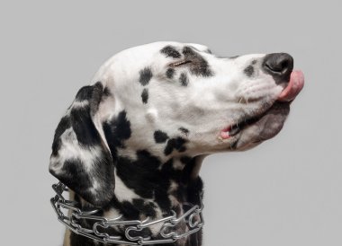 Dalmaçya köpeği yaladı