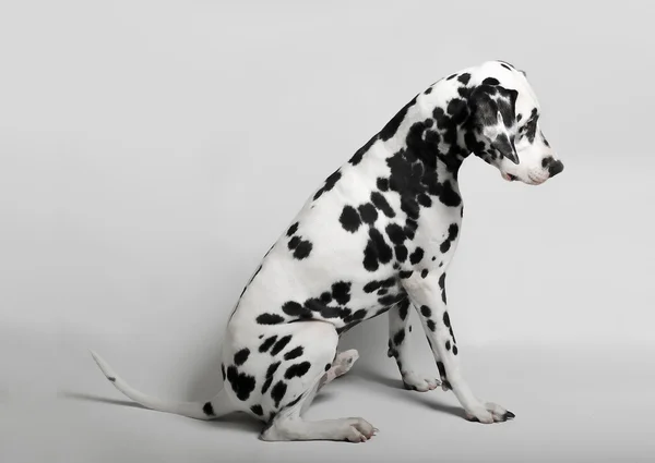 Dalmatian admitted his guilt — Stock Photo, Image