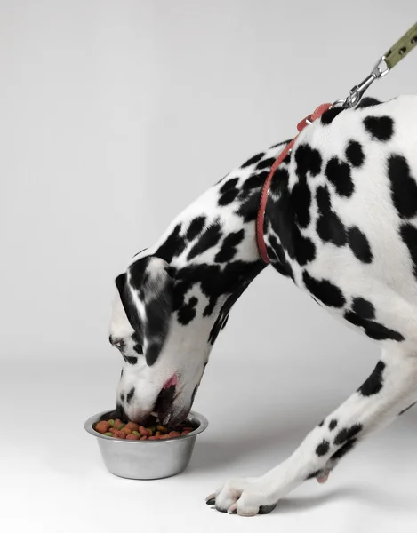 Very hungry dog eat dalmatian — Stock Photo, Image