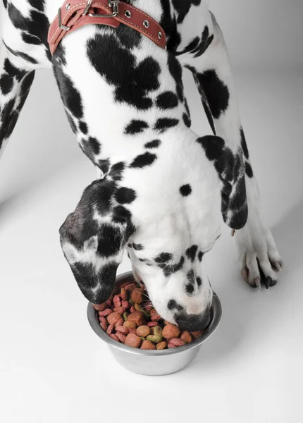 Pies jeść Dalmacji — Zdjęcie stockowe