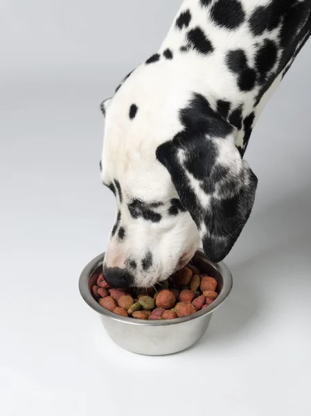 Dog eat dalmatian — Stock Photo, Image