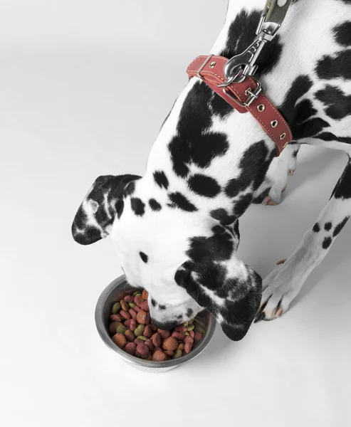 Dog eat dalmatian — Stock Photo, Image