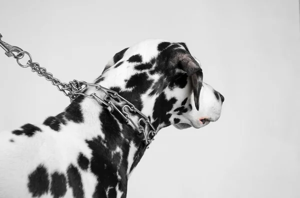 Dalmatische hond aangelijnd — Stockfoto