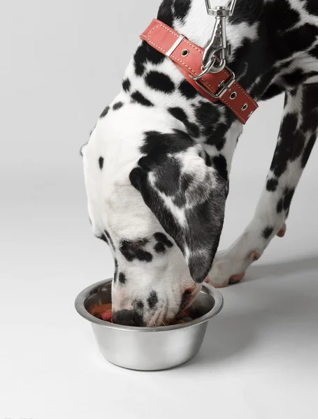 Dog eats dalmatian — Stock Photo, Image