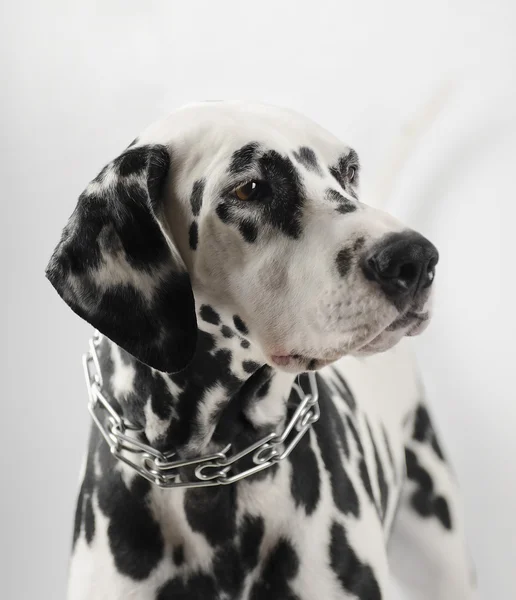 Dálmata retrato preto e branco — Fotografia de Stock