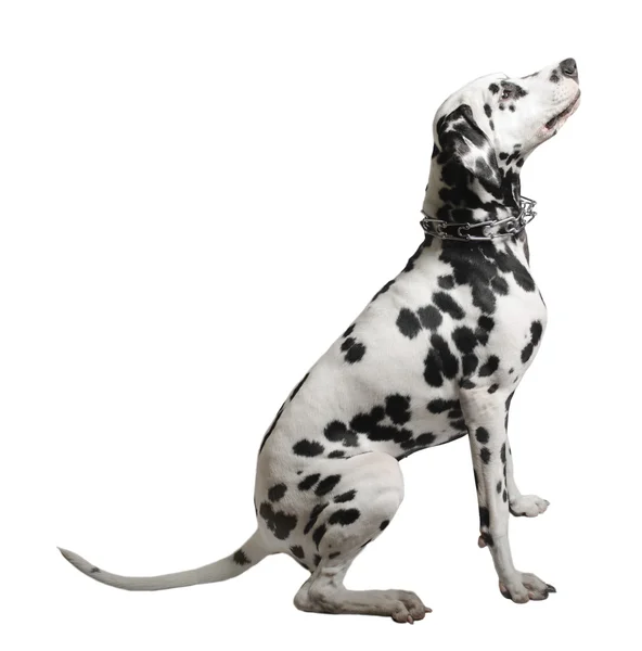 Dalmaçya köpeği oturan — Stok fotoğraf