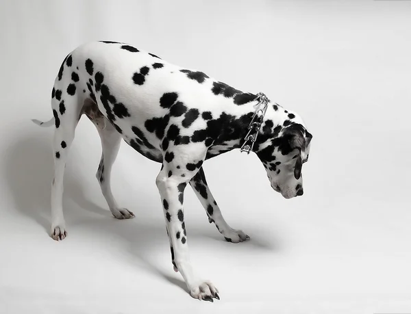 Dog looking down — Stock Photo, Image