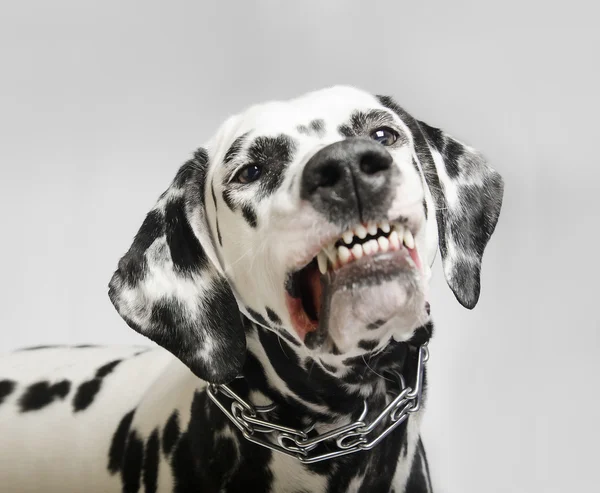 Angry dog dalmatian grins — Stock Photo, Image