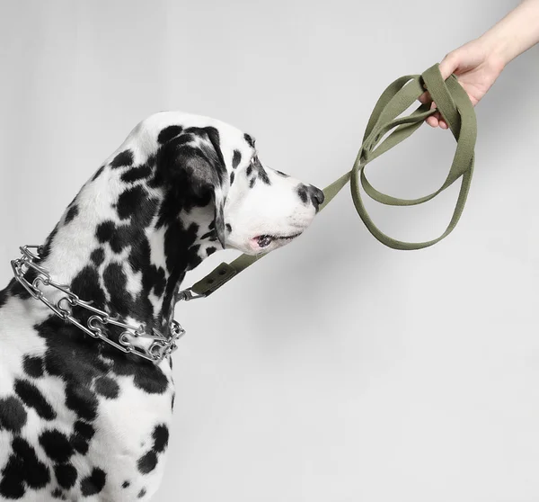 Dalmatian dog on a leash at the mistress — Stock Photo, Image