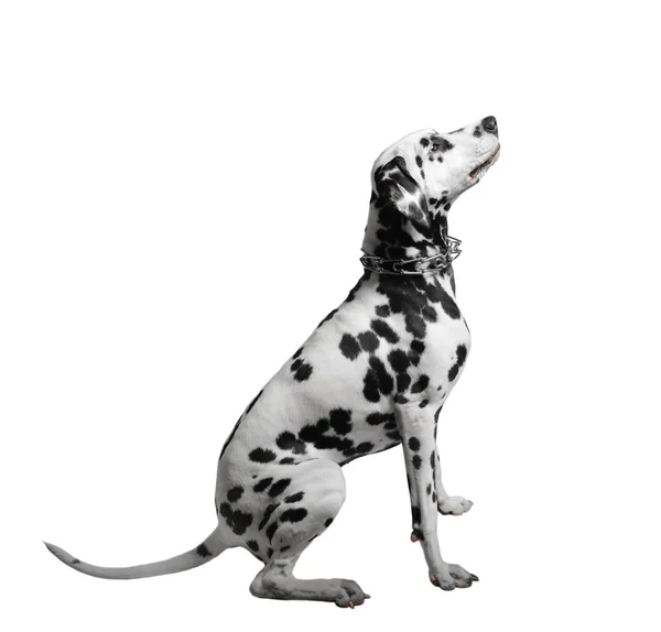 Dalmatian dog sitting — Stock Photo, Image