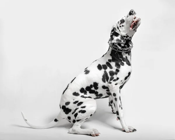 Boos hond Dalmatische grijnst — Stockfoto