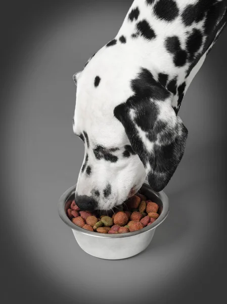 Dog eat dalmatian — Stock Photo, Image
