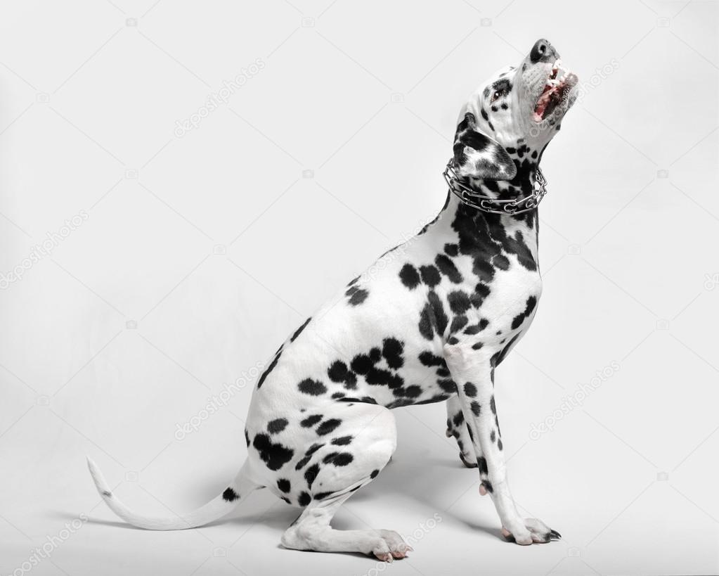 angry dog dalmatian grins