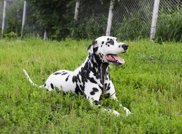 Dalmaçya köpeği