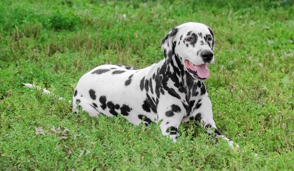 Cane dalmata — Foto Stock