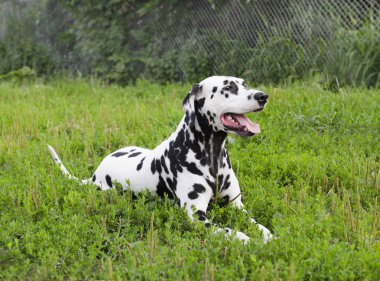 Dalmaçya köpeği yeşil çim üzerinde yalan