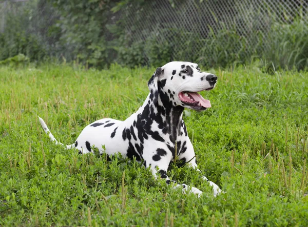 Dálmata cão deitado na grama verde — Fotografia de Stock