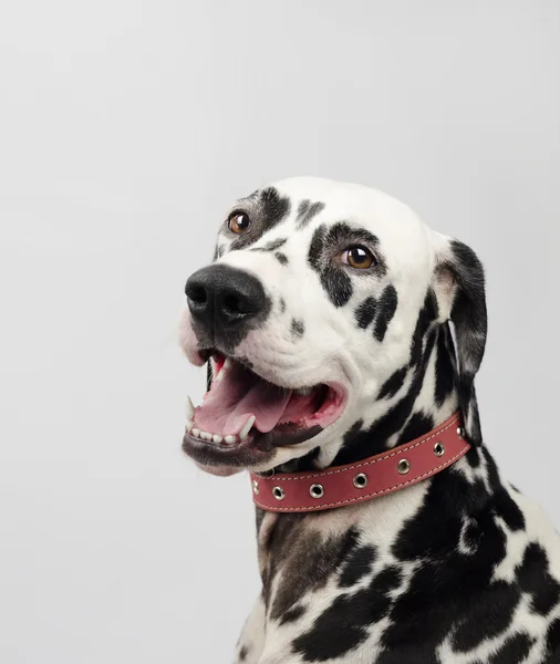 Dalmatian black and white — Stock Photo, Image