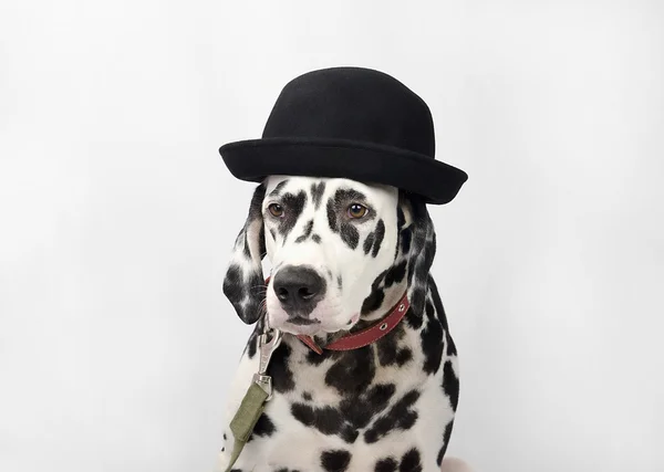 Dalmatian black and white — Stock Photo, Image