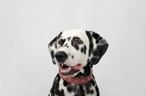 Dalmata bianco e nero — Foto Stock