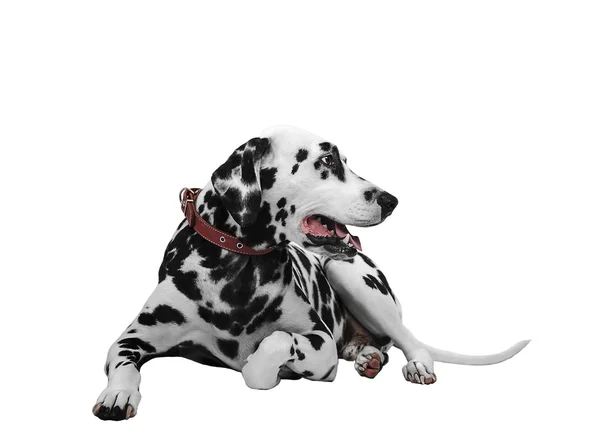 Dalmatian dog lying and looking sideways — Stock Photo, Image