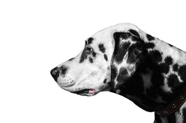 Dalmatian dog portrait in profile — Stock Photo, Image