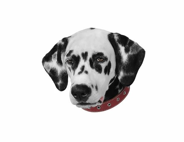 Dalmatian black and white — Stock Photo, Image