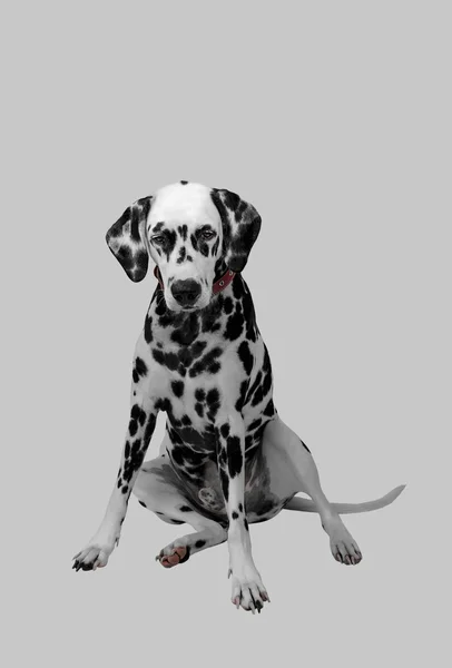 Dalmatiska hund sitter och tittar ner — Stockfoto