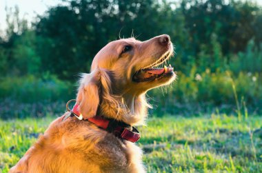 Golden retriever köpek portre profil sayfası doğa içinde