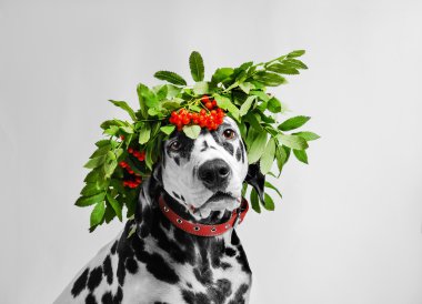 Portrait of dalmatian dog clipart