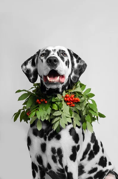 Dalmatian dog in a necklace of mountain ash — Stock Photo, Image