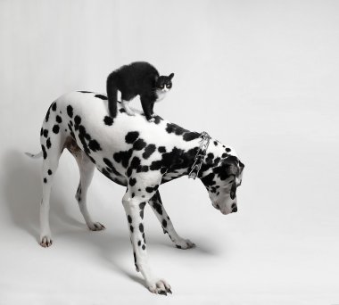 köpek aşağı bakıyor