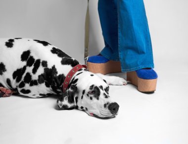 Sevimli köpek Dalmaçyalı donuk yerdeki