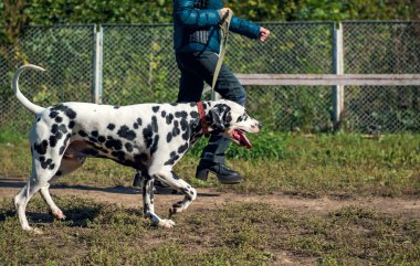 Kız işleyicisi ve Dalmaçya köpeği