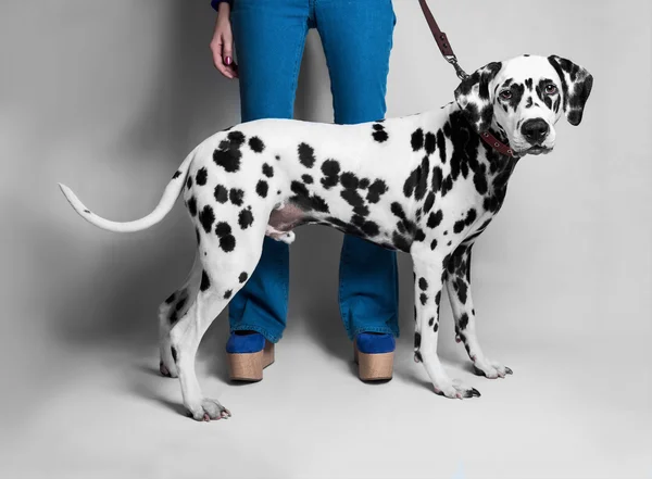 The girl shows a Dalmatian dog in front — Stock Photo, Image