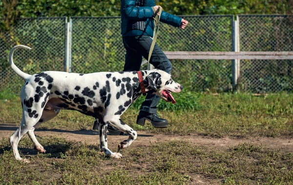 Kız işleyicisi ve Dalmaçya köpeği