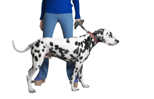 Das Mädchen in blauen Jeans zeigt einen Dalmatiner-Hund — Stockfoto